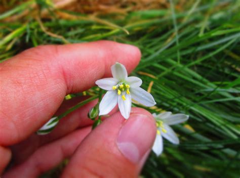 identification     petaled white flower  long narrow
