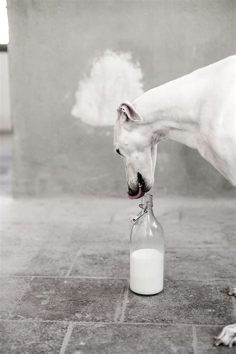 a white greyhound licking a milk bottle to in a factory by stocksy