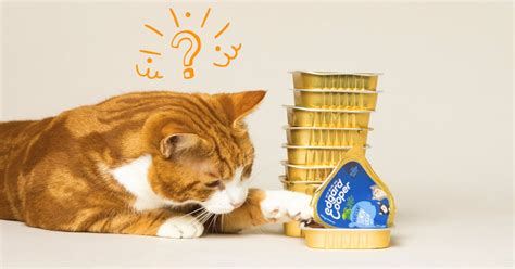 Why Your Cat Doesn’t Fancy Their New Healthy Cat Food And 8 Tips For