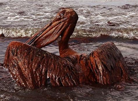 Bp Oil Spill Five Years After Worst Environmental Disaster In Us
