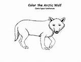 Arctic Animals Wolf Coloring sketch template