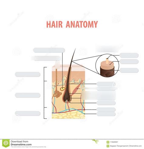 hair anatomy diagram diagram quizlet