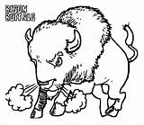 Bison Angry Onlinecoloringpages Coloringgames sketch template