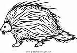 Stachelschwein Istrice Porcospino Porcupine Disegno Verschiedene Animali Porcospini Ausmalen Malvorlage Kategorien sketch template