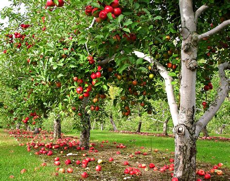 The Top Places To Go Apple Picking Near Boston
