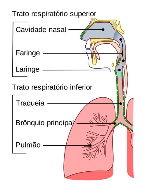 sistema respiratorio wikipedia  enciclopedia livre