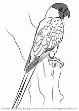 Nanday Parakeet sketch template