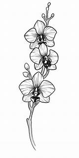 Orchid Orchids Sketch Orquideas Flowers Garden Quilling Piercings Piercing Tatoo Roxandy sketch template