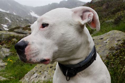 fotos gratis perro mascota buldog cabeza vertebrado raza canina