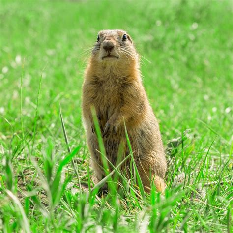 gopher covenant wildlife