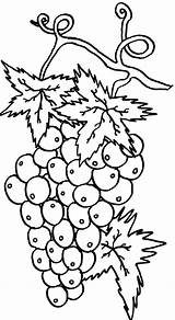 Grapes Bonito Cacho Uvas Colorir Tudodesenhos sketch template