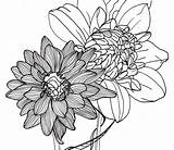 Flower Line Drawing Flowers Drawings Dahlia Outline Clipart Dahlias Floral Pretty Nature Tropical Google Tattoo Clip Library Garden Illustration Visit sketch template