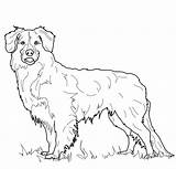 Retriever Hund sketch template