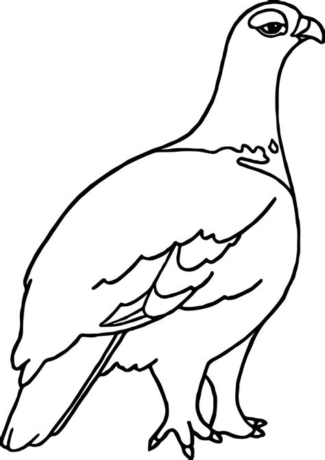 alaska state tree coloring page coloring pages