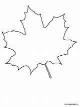 Maple Coloring Tree Pages Printable Recommended sketch template