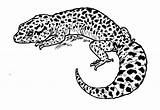 Gecko Leopard Deviantart Coloring Pages Geckos Inktober Beast Kay sketch template