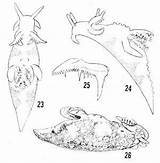 Sea Slug Coloring Forum 39kb 307px sketch template