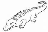 Crocodile Buaya Mewarnai Krokodil Aligator Alligator Hewan Sketsa Ausmalbilder Saltwater Kolorowanka Crocodiles Przyczajony Bonikids Paintingvalley Druku Wydrukuj Malowankę Nile Dragoart sketch template