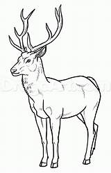 Deer Drawing Draw Easy Pencil Reindeer Outline Drinking Water Animal Drawings Step Doe Stag Getdrawings Painting Pages Visit Coloring Choose sketch template