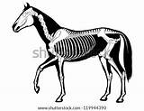 Skeleton Horse Stock Vector Search Illustrations Shutterstock Illustration Vectors Dog Pic sketch template