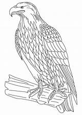 Hawk Coloring Red Tailed Pages Printable Color Getcolorings sketch template