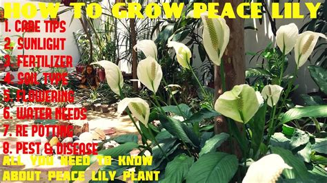 grow  peace lily youtube