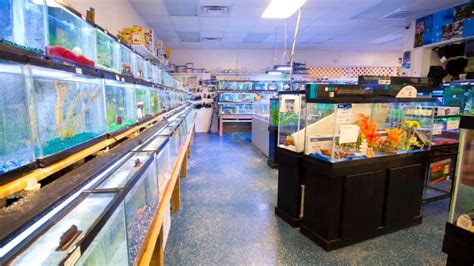 virtual  commercial fish aquarium retail store youtube