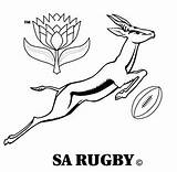 Rugby Logo Springbok Colouring Pages Coloring Template Sketch sketch template