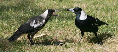 australian magpies  understand   birds    surprising clarity