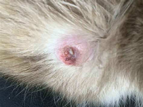 Hi My Cat Has Had A Tumor On His Leg For A Few Months Now In The Last