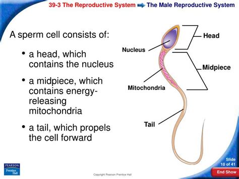 Ppt 39 3 The Reproductive System Powerpoint Presentation Id 162926