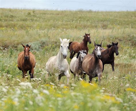 herd  wild horses running   field stock photo  dozornaya