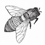 Zentangle Bee Drawn Honey Hand Style Vector Illustration sketch template