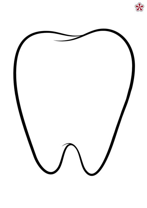 outline   tooth   white background