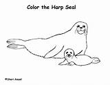 Seal Coloring Pages Cute Getcolorings Leopard sketch template