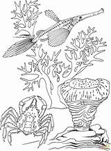 Trumpet Fish Coloring Crab Pond Drawing Pages Sea Printable Getdrawings Koi Gif sketch template