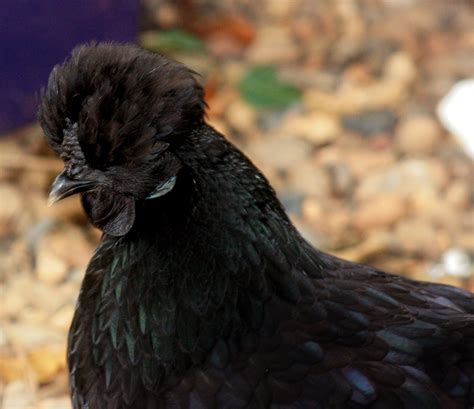 this is a totally black bantam hen i bred from a combination of frizzle