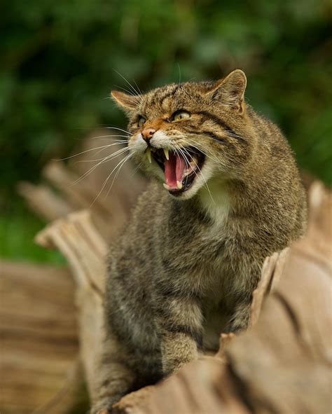 british wildlife centre keepers blog wildcat testing