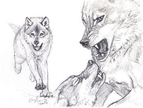 wolf fight sketch  silvercrossfox  deviantart wolves fighting