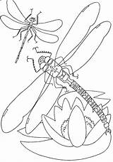 Dragonfly Coloring Pages Color Printable Kids sketch template