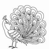 Peacock Drawing Coloring Easy Simple Cartoon Pages Peafowl Beautiful Clipart Kids Search Colouring Sketch Male Icon Cincinnati Reds Getdrawings Elegant sketch template