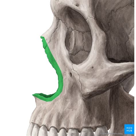 nasal bone anatomy lateral