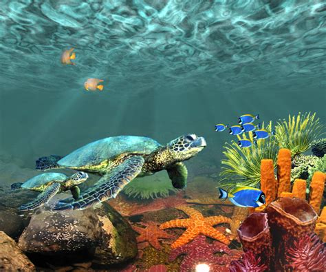 underwater scenes desktop wallpaper wallpapersafari
