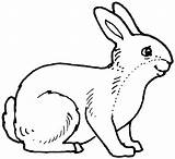 Rabbit Coloring Pages Printable Kids sketch template