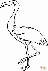 Airone Colorare Heron Disegno Egret Designlooter sketch template