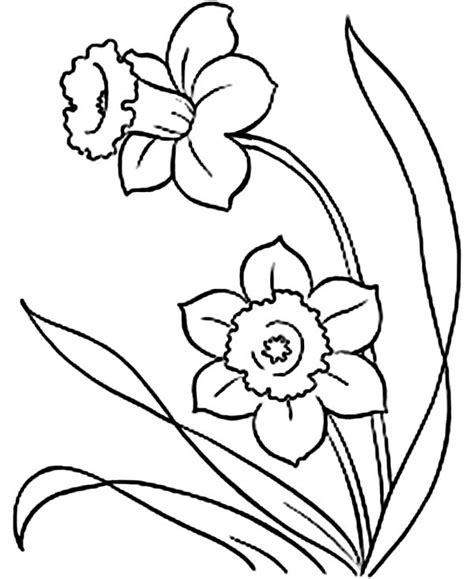 picture  daffodil flower coloring page netart
