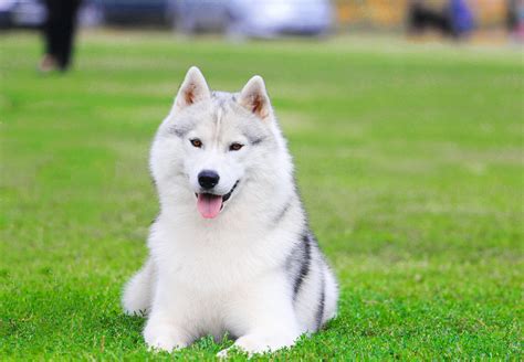 siberian husky dog complete guide facts animal corner