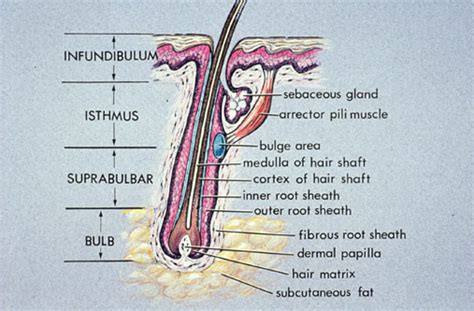 diagrammatic representation  hair anatomy