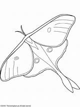 Moth Luna Hawk Owady Colouring Kolorowanki Farfalla Lightupyourbrain Robaki Schmetterlinge Lunar Animali Dzieci Brighten Condividi sketch template