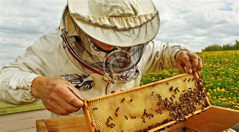beeswax   apiary